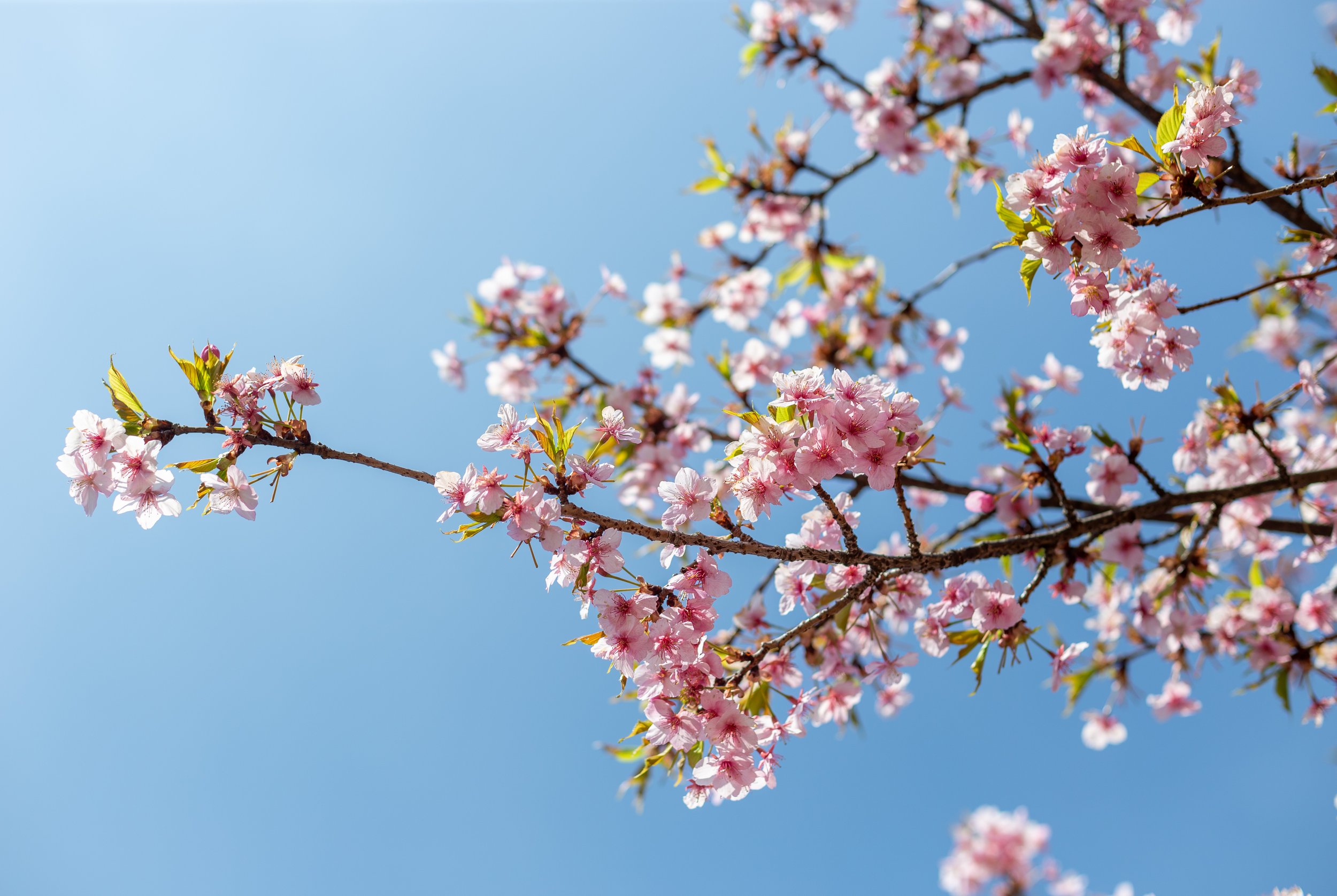 Cherry Blossoms - Imperial Palace - Tokyo