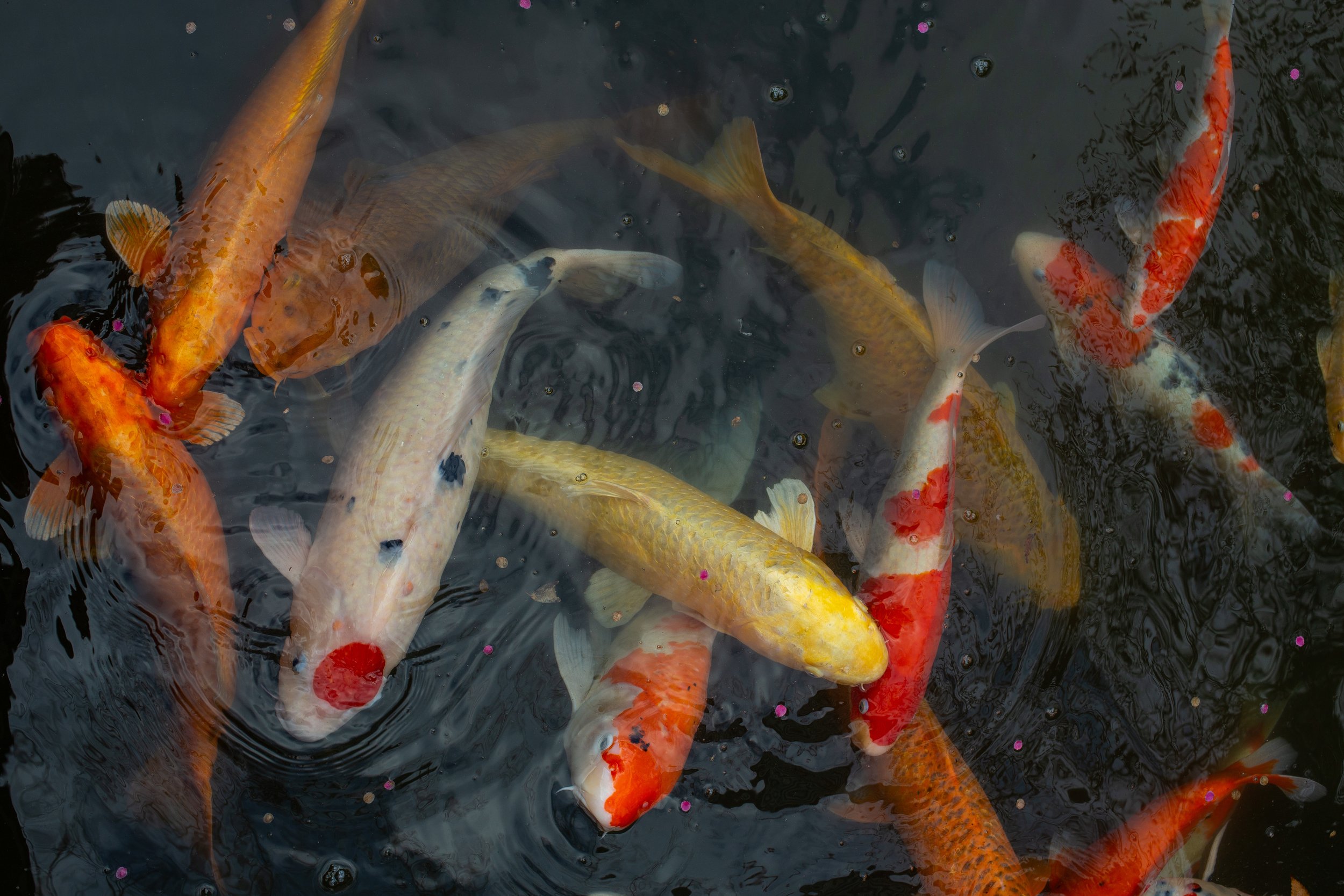 Koi Pond - Tokyo