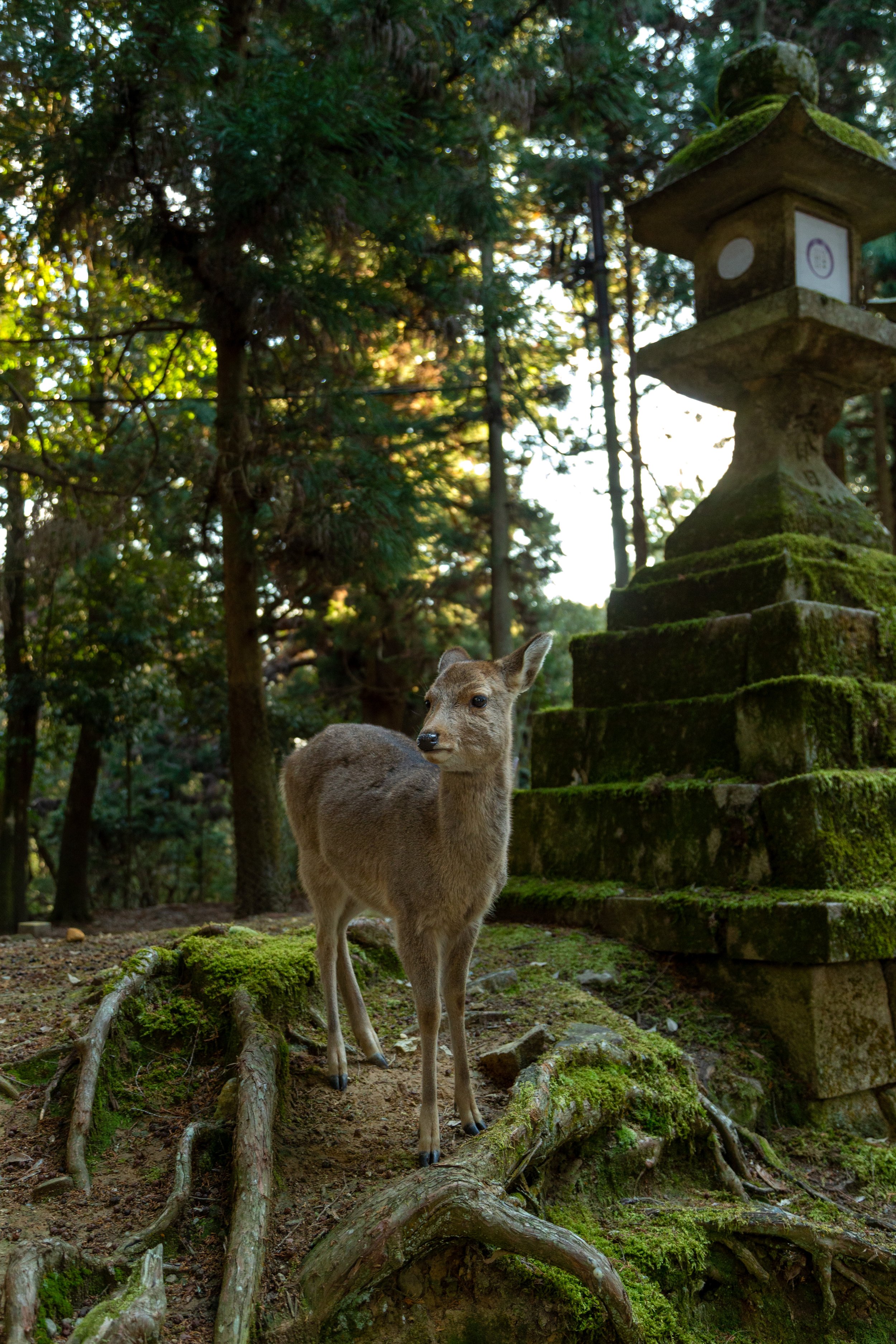 Deer in Nara Park