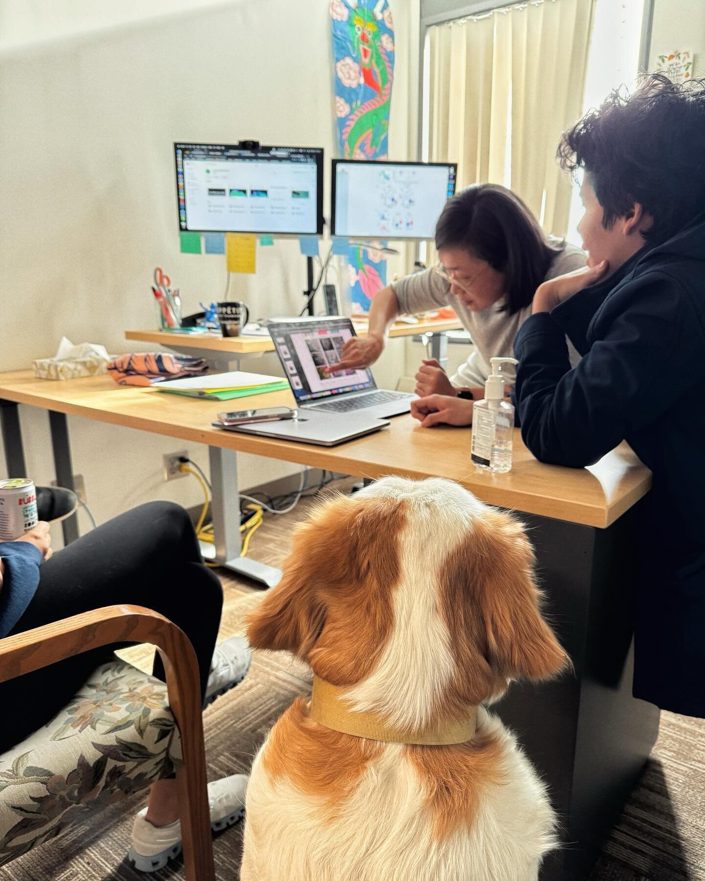 Lab meeting today: Loon the dog joining in a debate about whether or not there are PNNs around these specific neuronal subtypes. 

📸: Carly Steifman 😉
