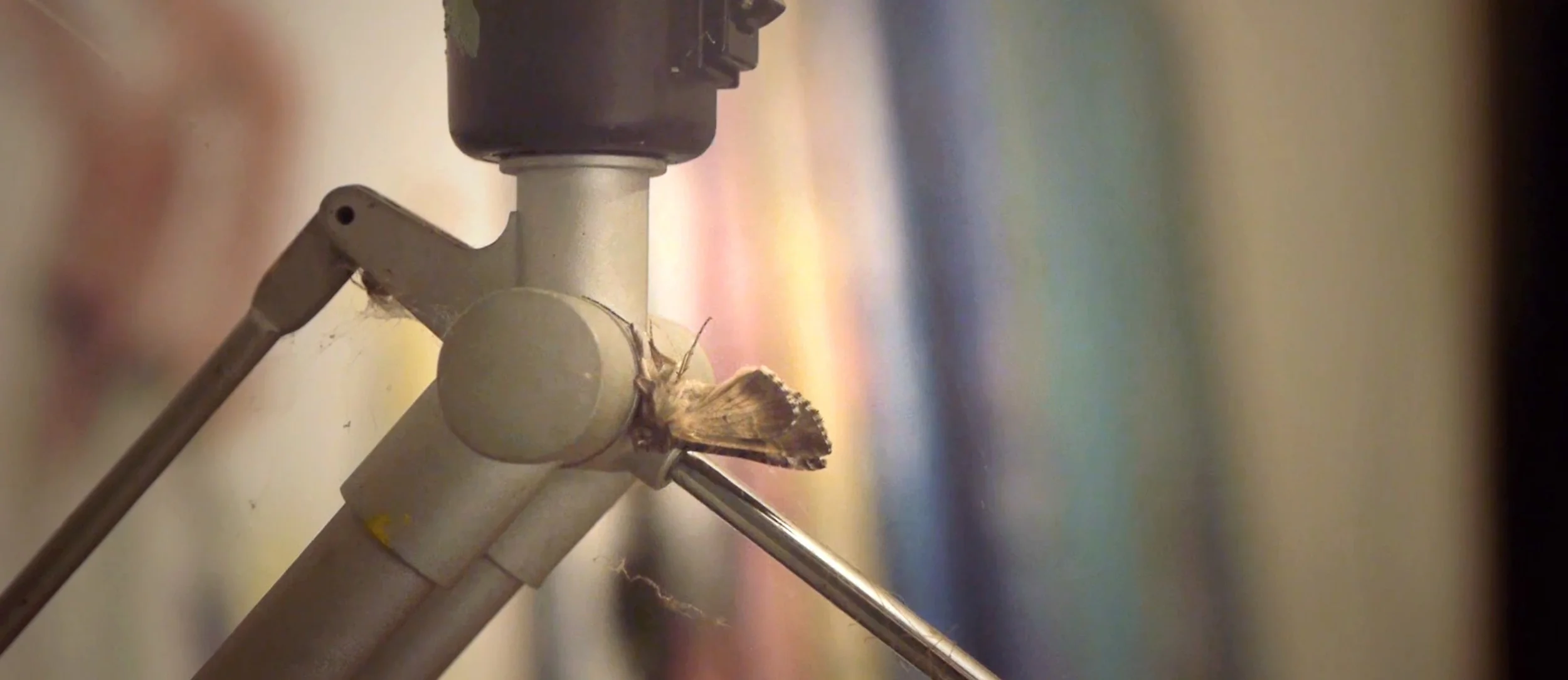 Video: Dutch artists have it hard