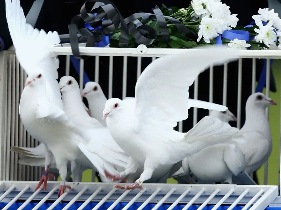 St Louis Doves Release Company Book Online Today!