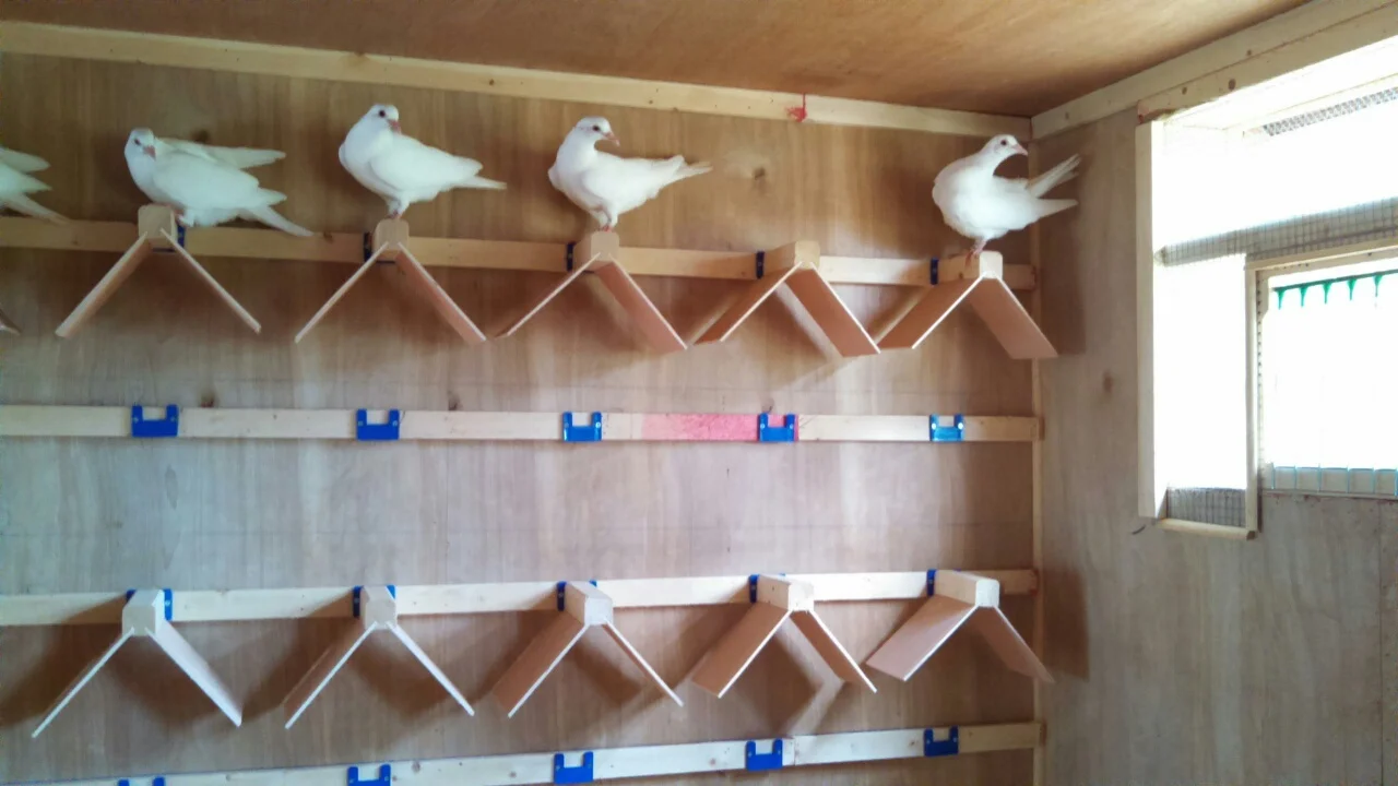 St_louis_doves_home.jpg