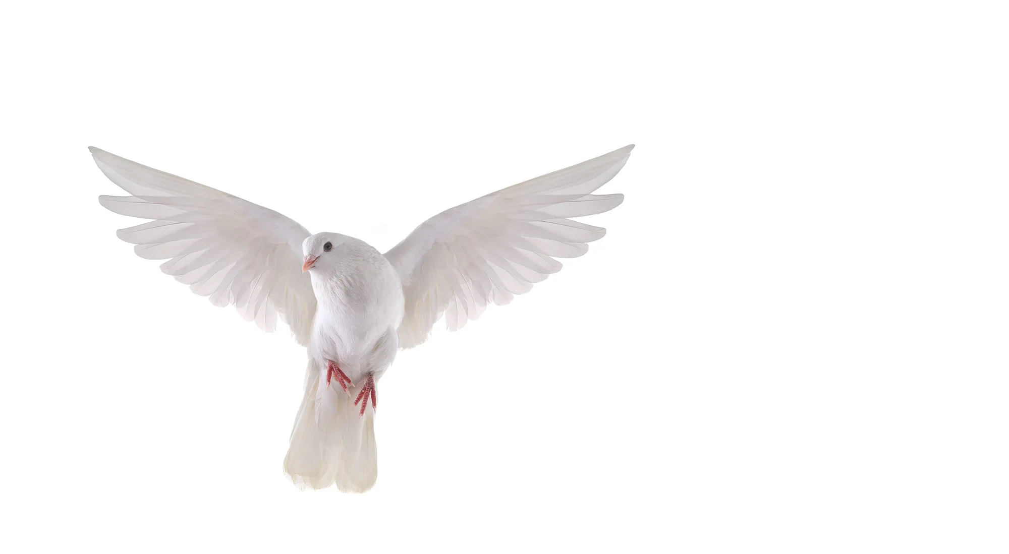 dove-white-background.jpg