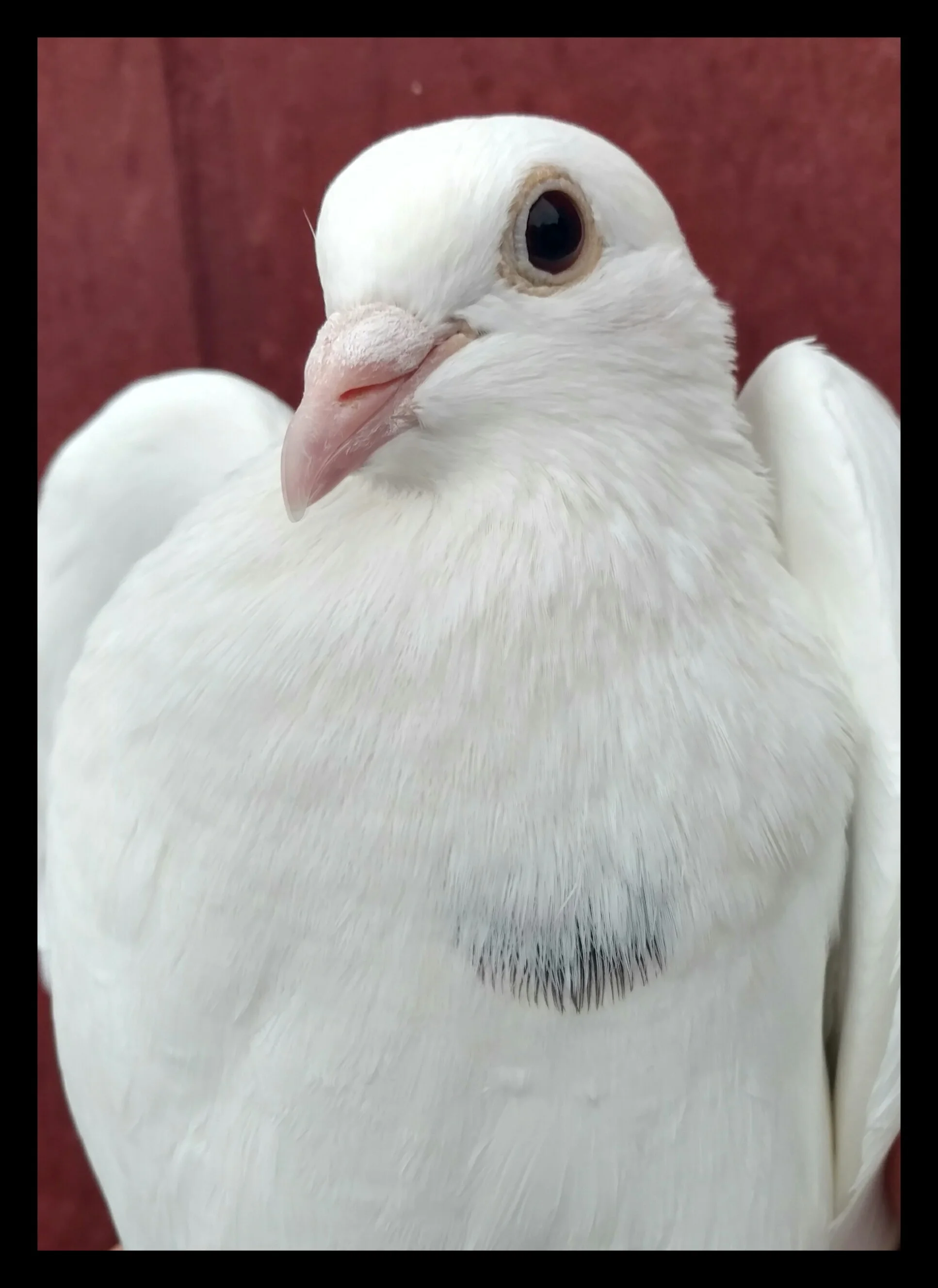 Braveheart, our first responder Spirit Bird.