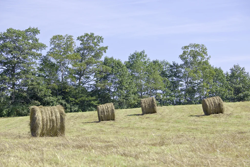 Practice areas — Wills & Trusts Probate Protective Proceedings