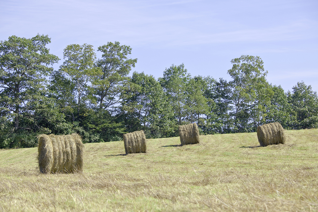 Haystacks - Optimized.jpg