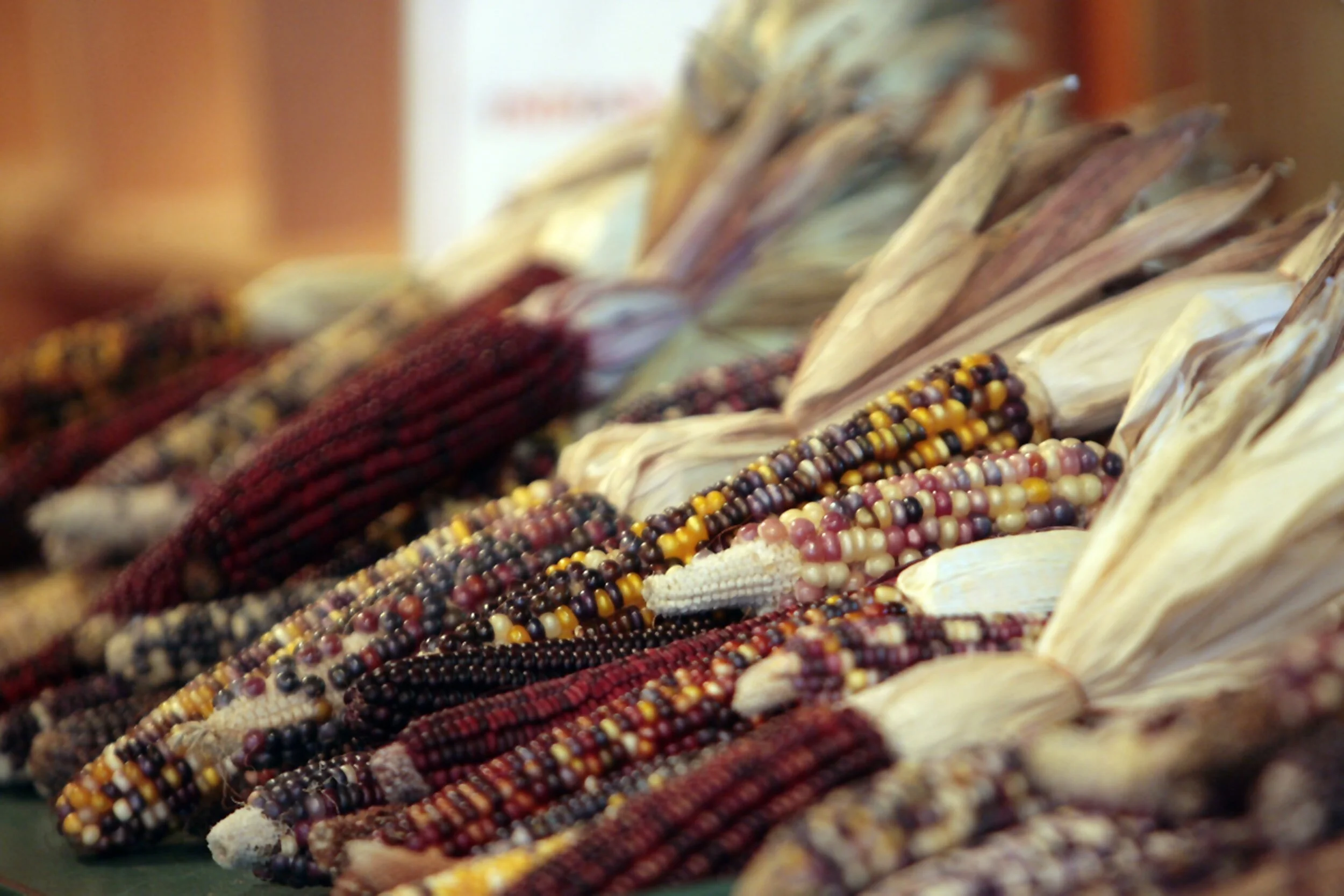 Gandhi and the American Indian