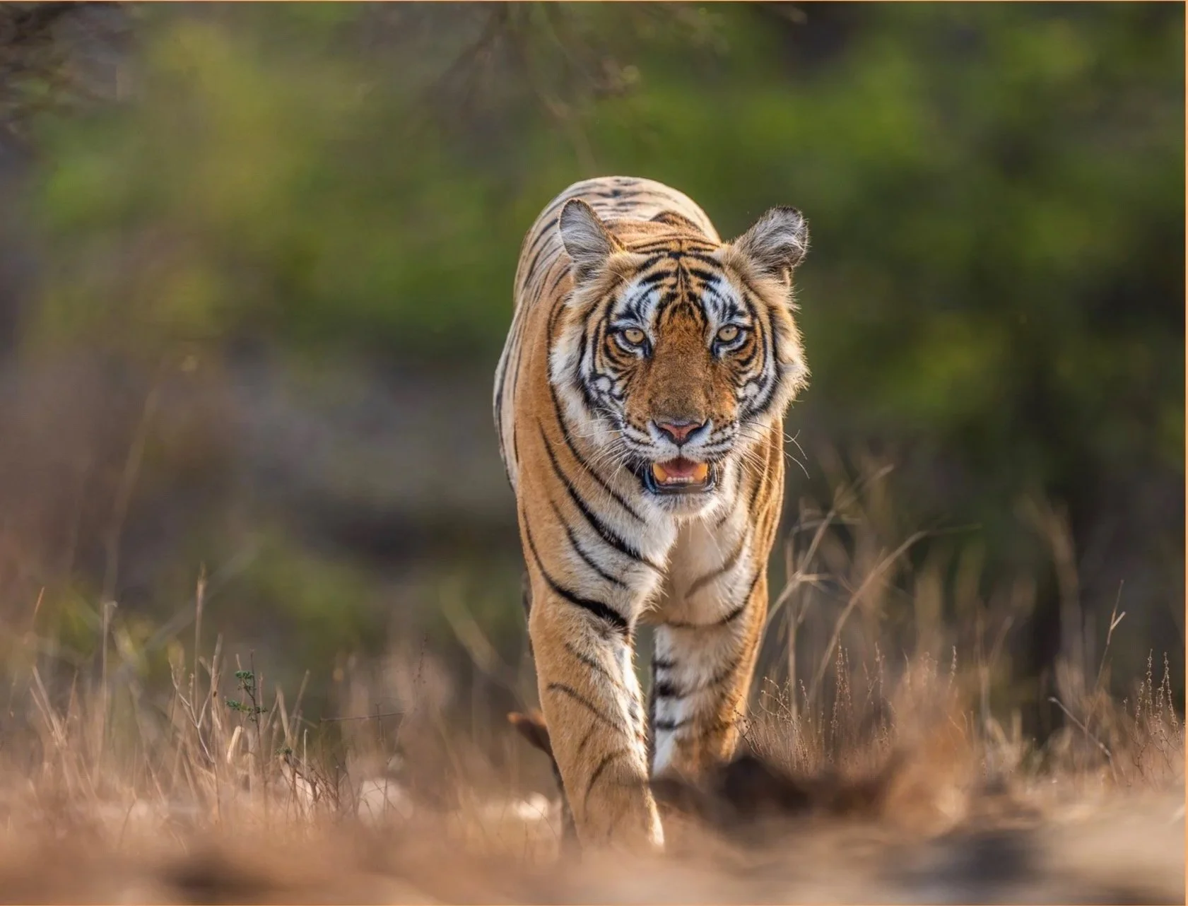 Tigers of Ranthambhore