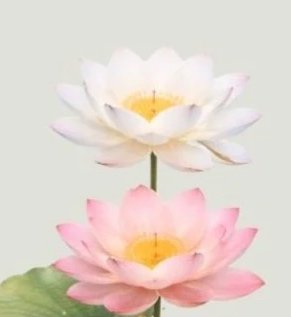 Kriya Meditation Series