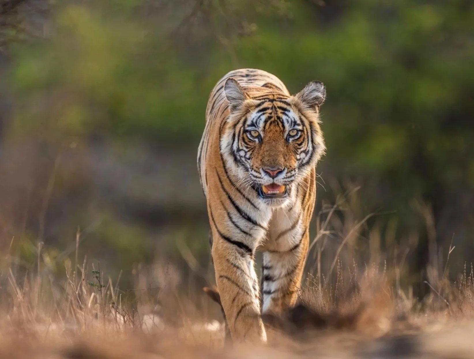 Tigers of Ranthambhore.jpg