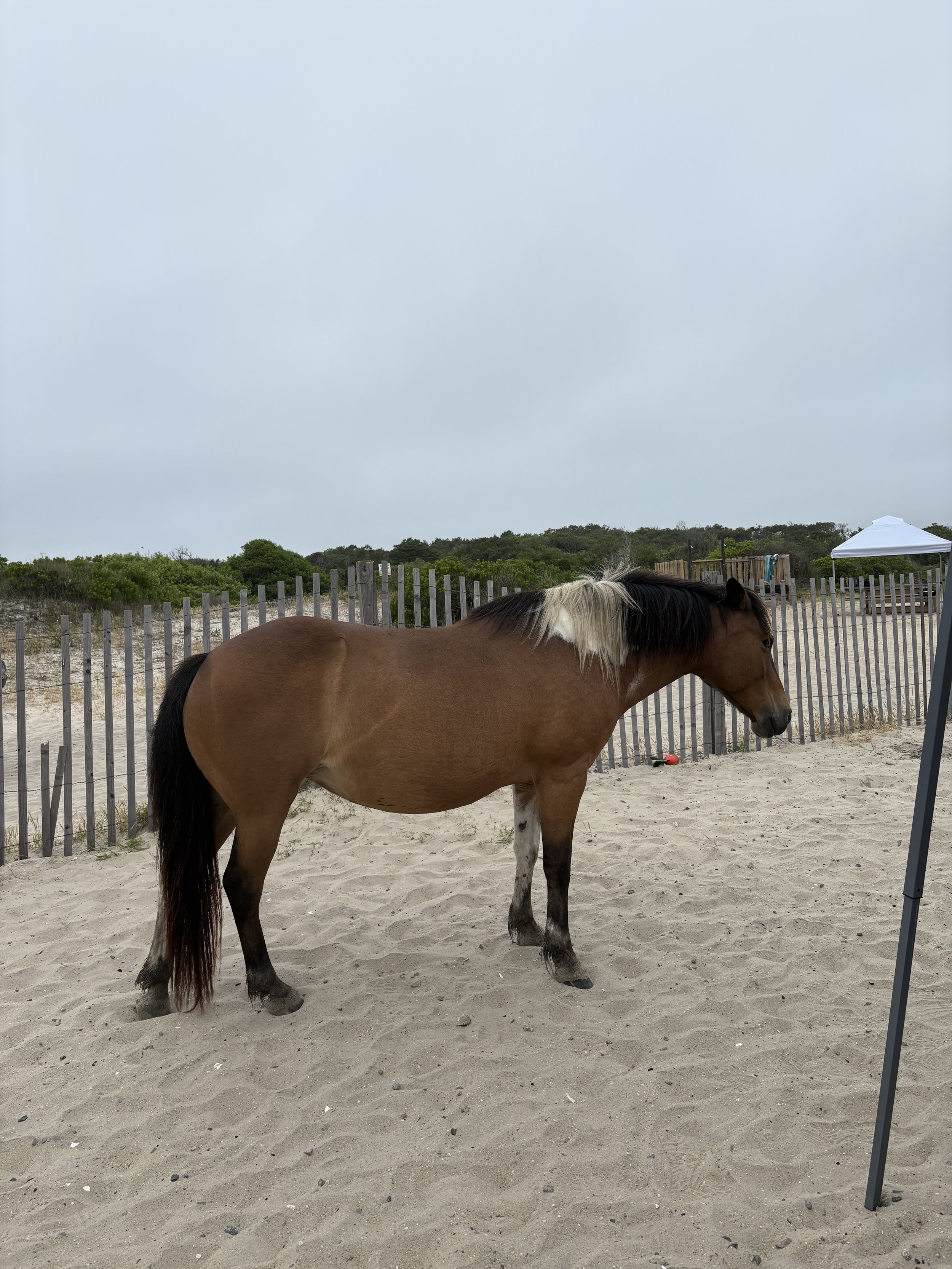 Assateague Island Beach trip