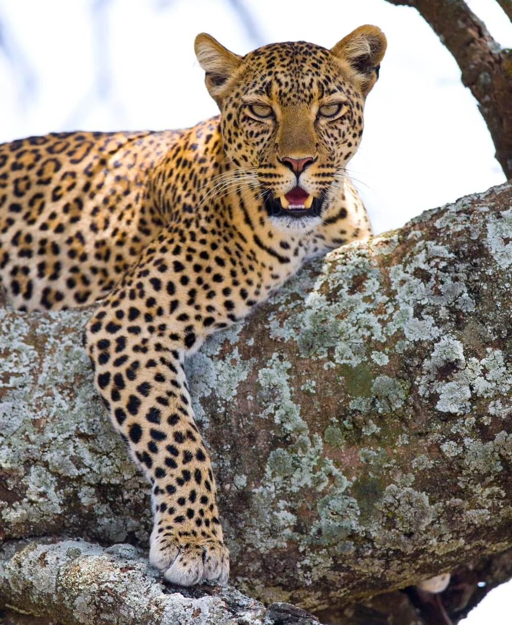 Leopard-In-Tree-2-1000.jpg