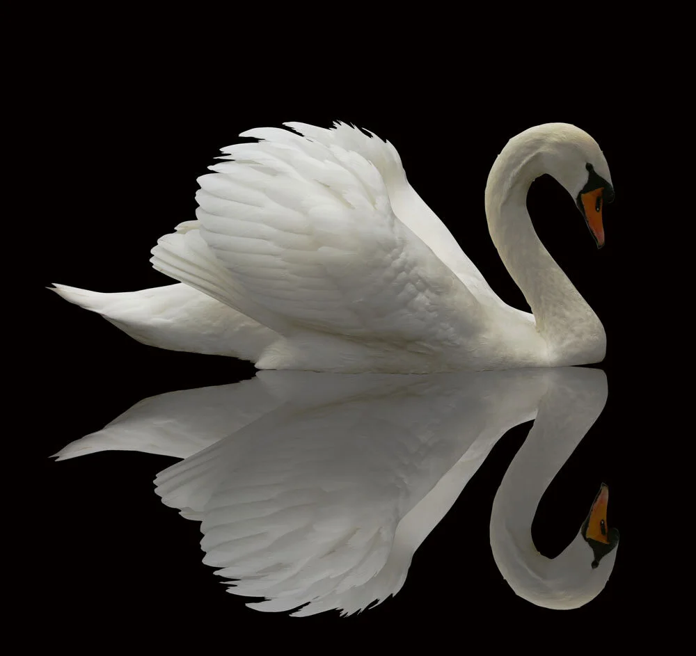 Swan & Reflection