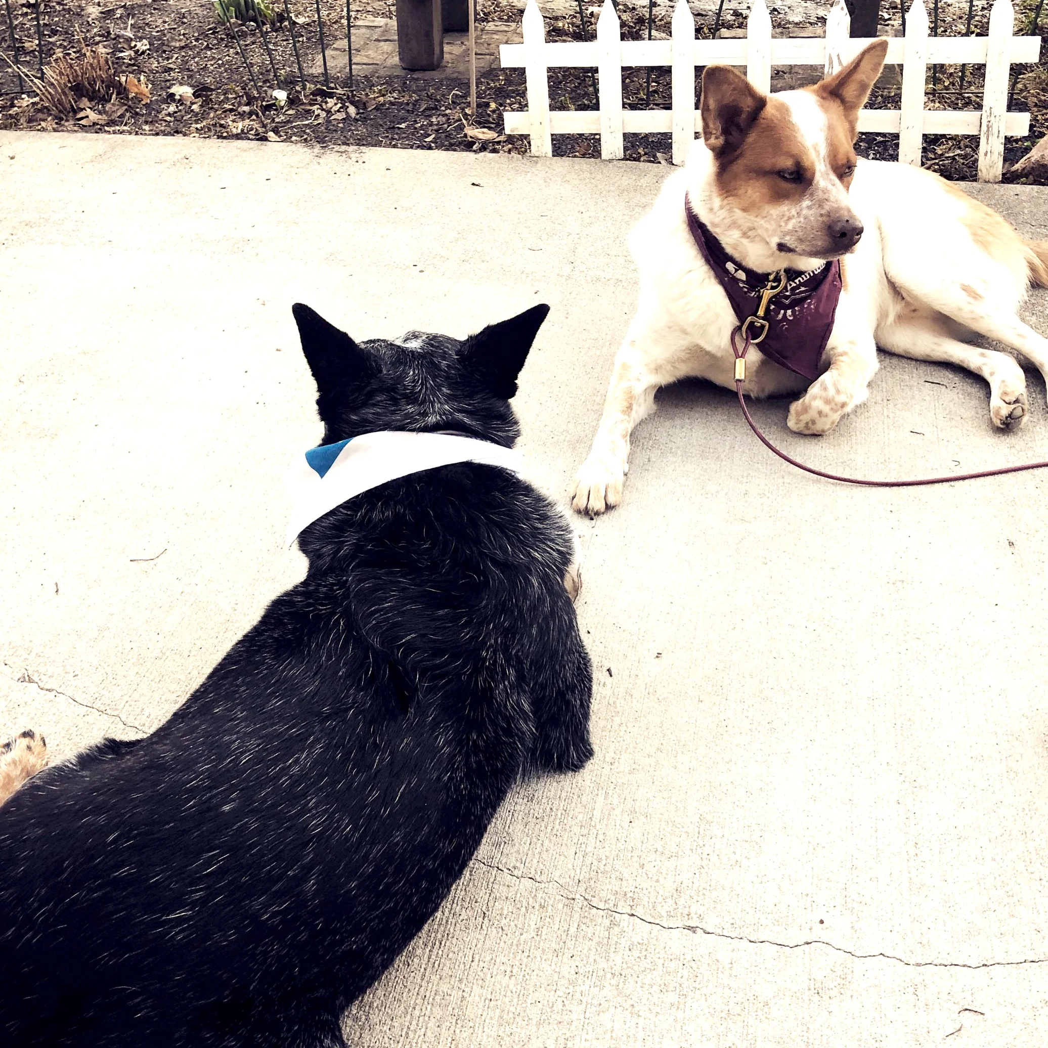 May days and April videos