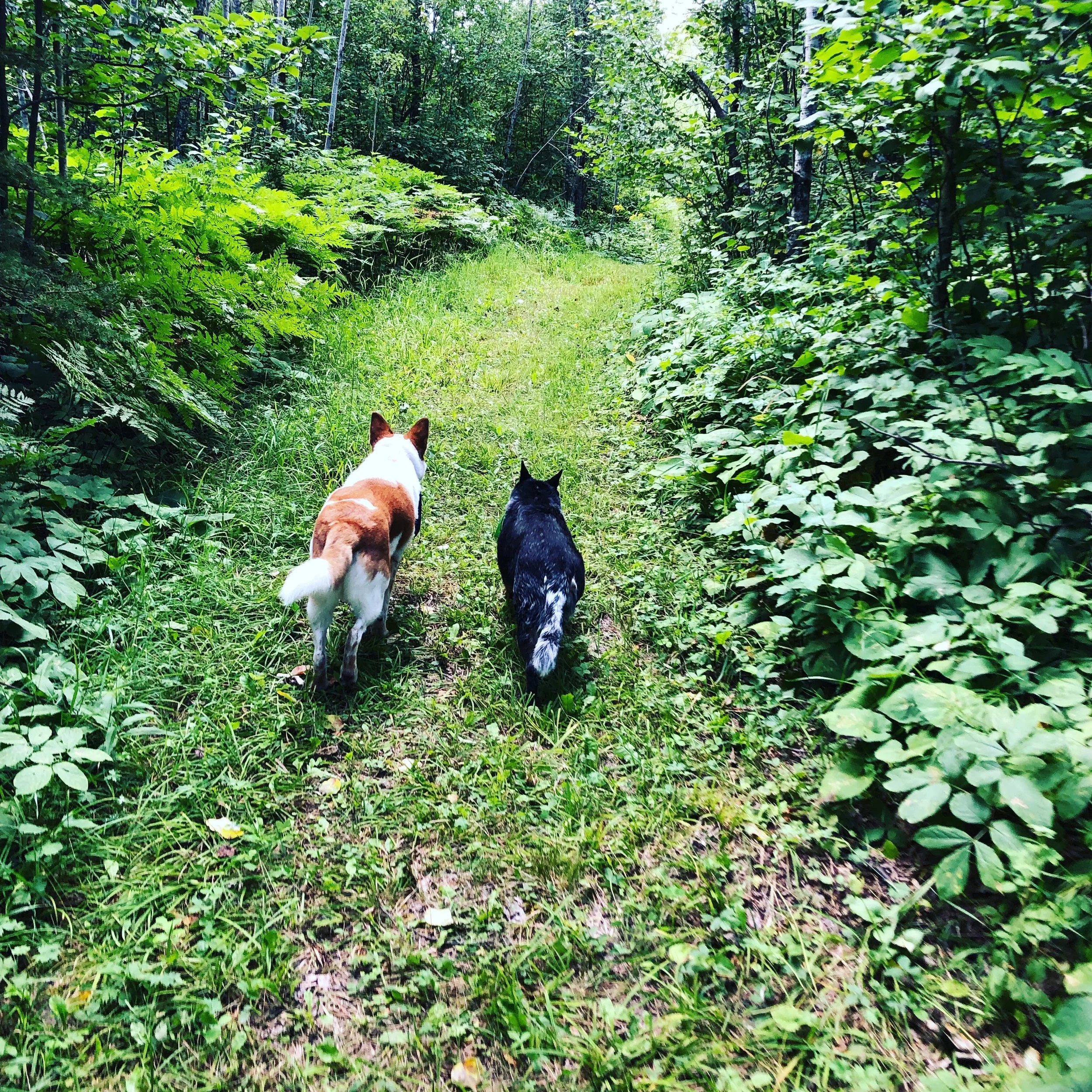 Living the dream, Backyard BBQ &amp; Schedule