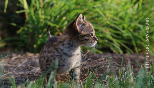 Another face profile of F2 Savannah Kitten Alfred.