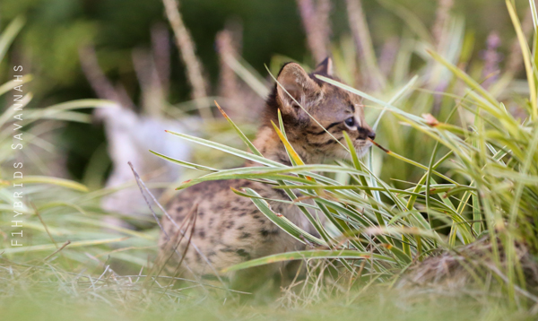 Love this photo of F2 Savannah Alfred in the grass.