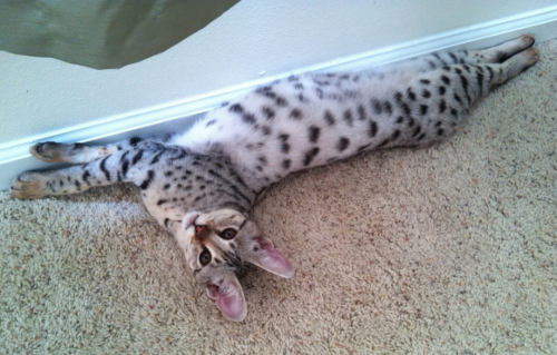 John Snow - 9 months old.