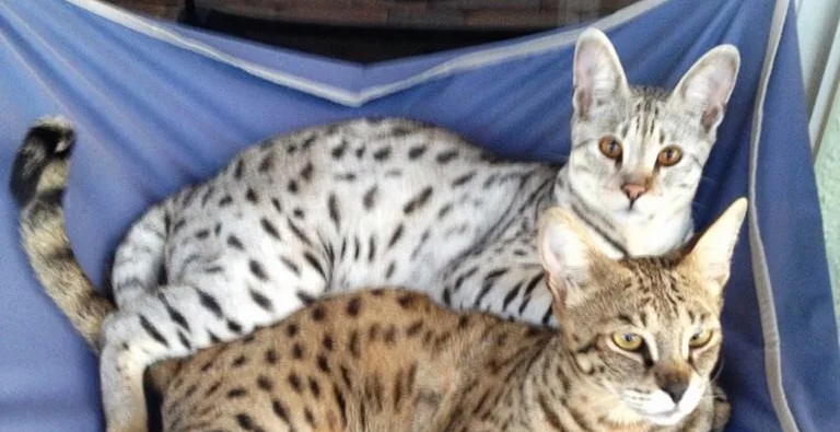 John Snow &amp; Derek Morgan both 1 year old.
