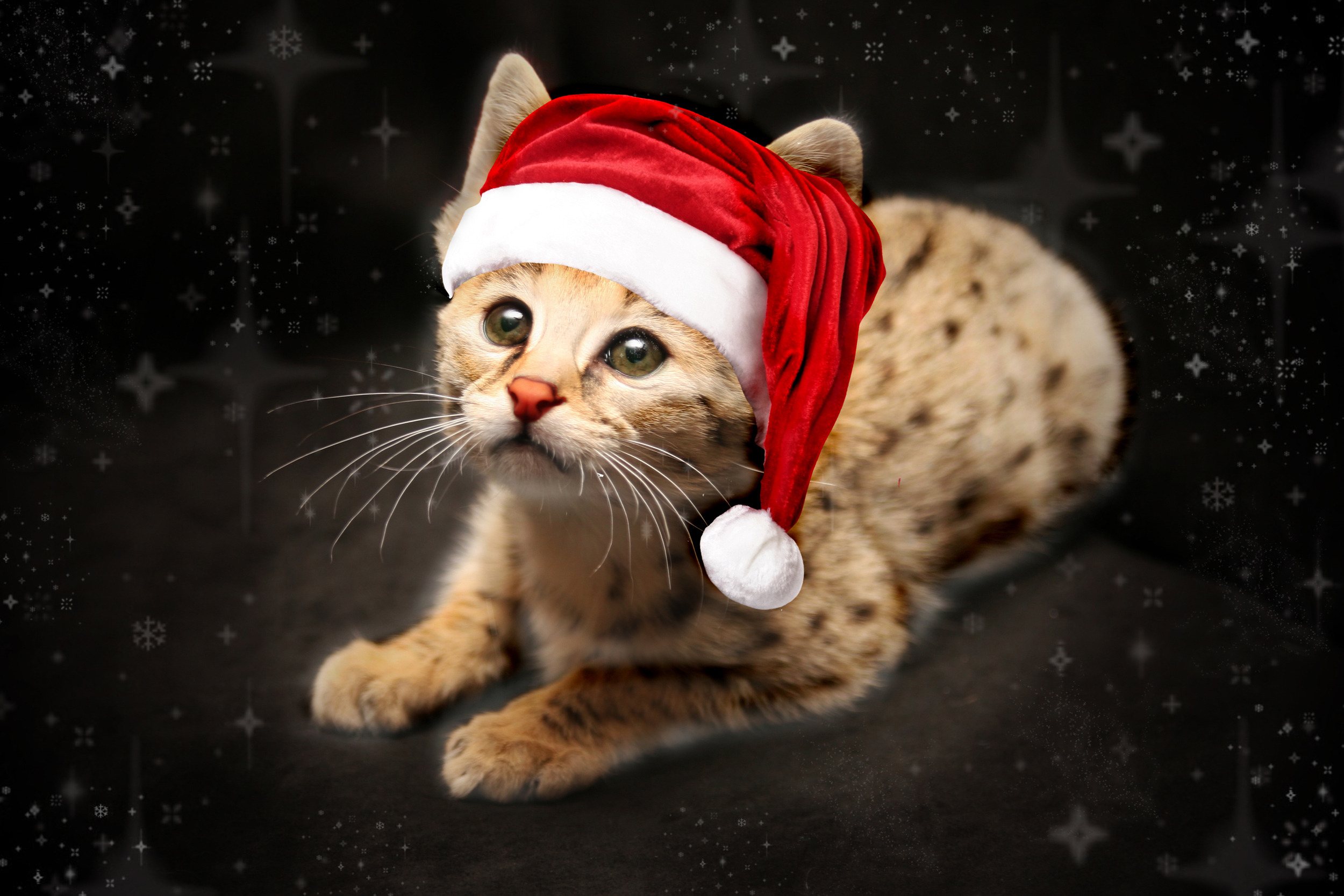 Savannah Cat Christmas