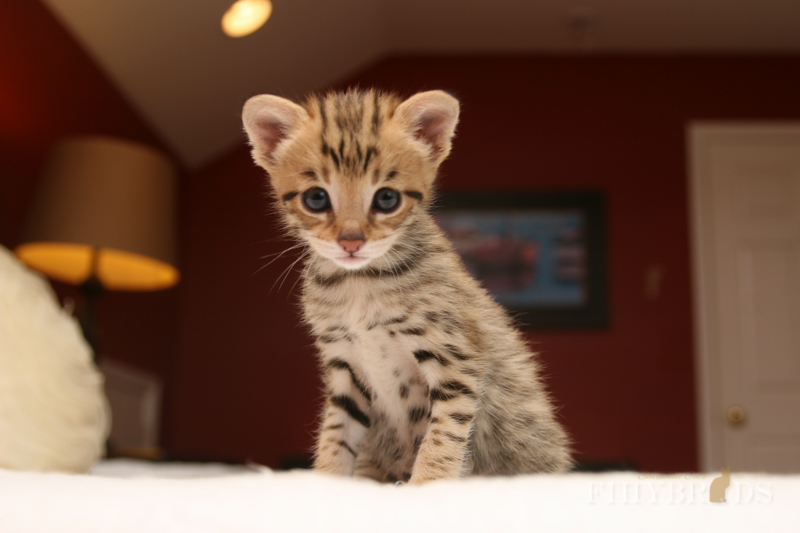 savannah-kittens-113.jpg