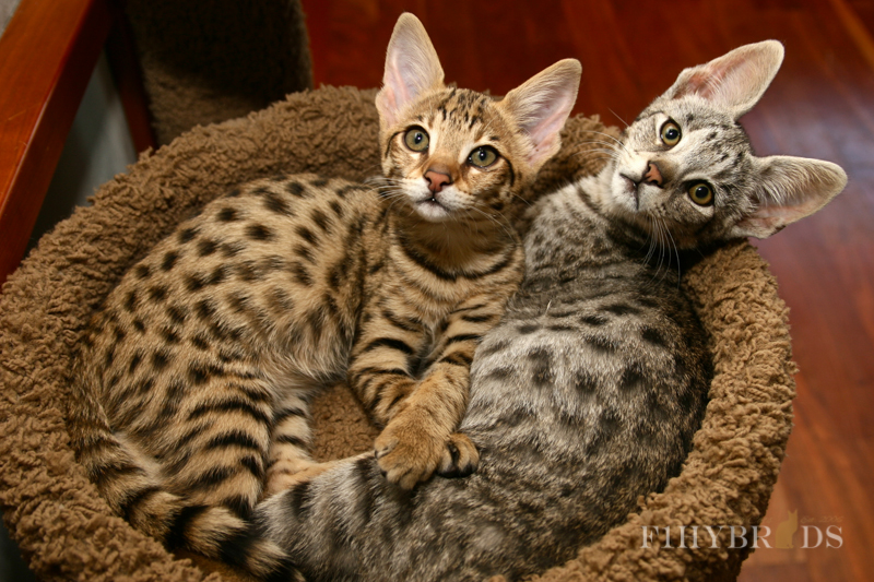 savannah-kittens-117.jpg