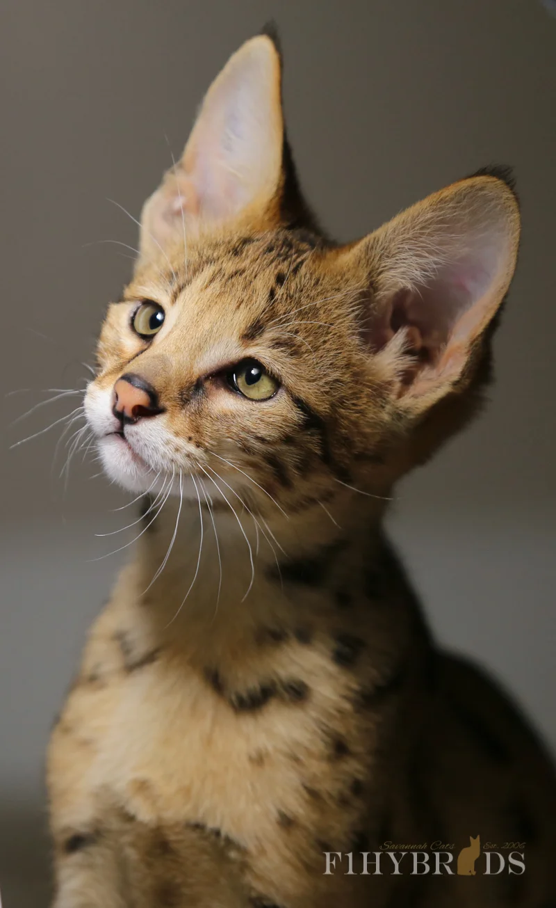 F2 Savannah Cat Pictures F2 Savannah Cat Pictures