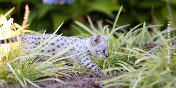 savannah-kittens-19.jpg