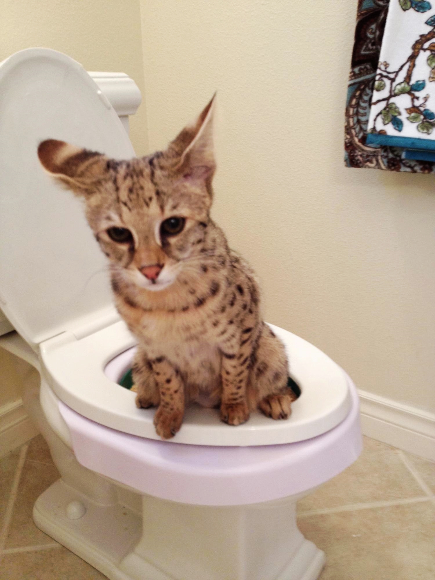 Savannah Cat Using Toilet