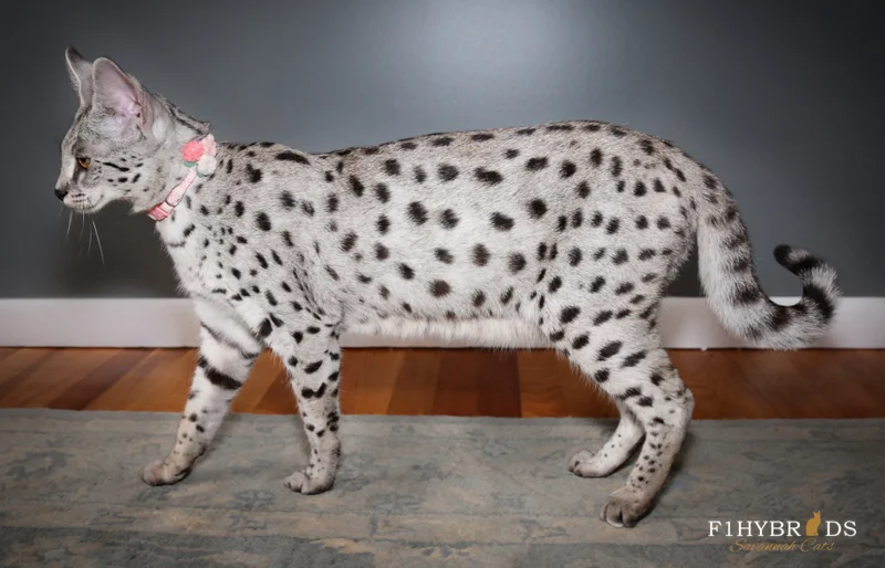 F1 Savannah Cat Silver Color