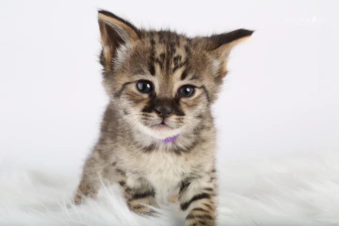 Bruno - F2 Savannah Kitten