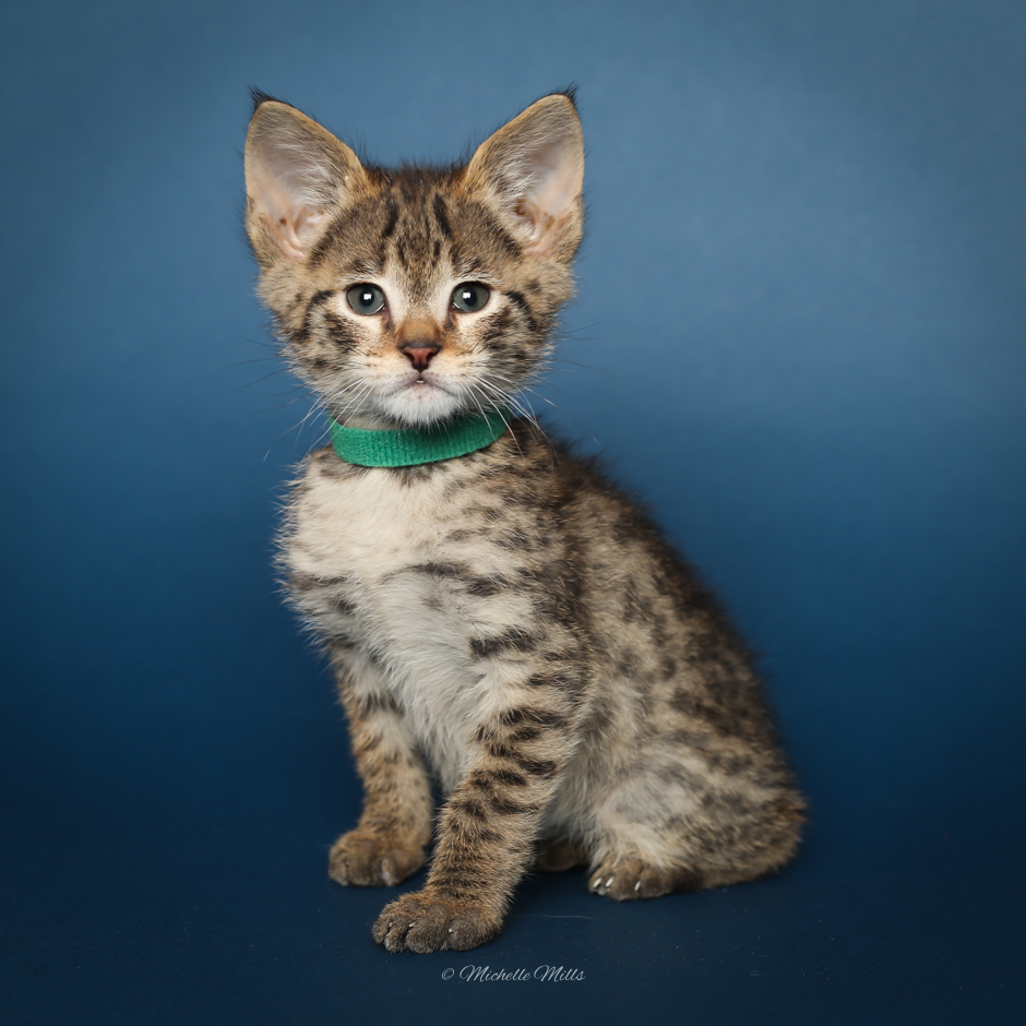 F1hybrids Savannah Cats - April 15, 2016-19.jpg