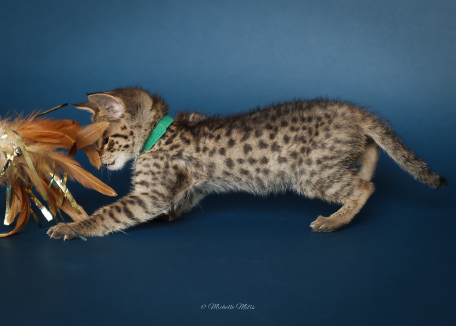 F1hybrids Savannah Cats - April 15, 2016-20.jpg