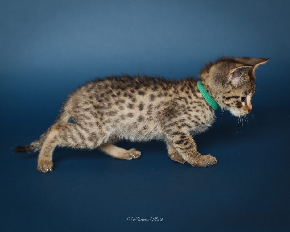 F1hybrids Savannah Cats - April 15, 2016-21.jpg