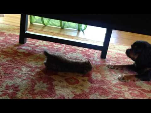 Dog vs Savannah Kitten (Copy)