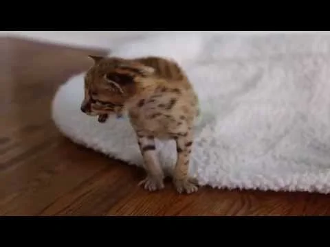 F2 Savannah The Hound - F1Hybrids Savannahs™ (Copy)