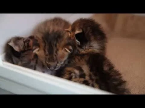 Kopi F2 Savannahs - F1Hybrids Savannahs™ (Copy)