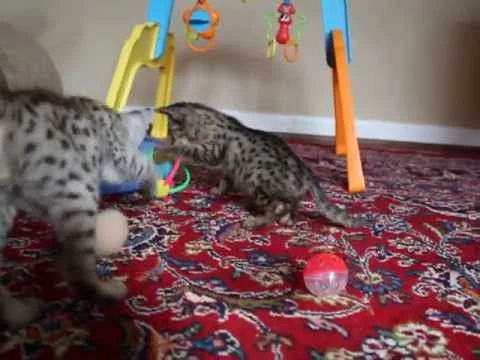 Savannah Kittens Payroom - F1Hybrids Savannahs™ (Copy)