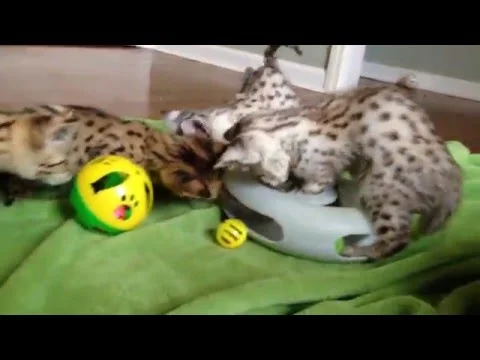 F1 & F2 Savannah Kittens Playing (Copy)