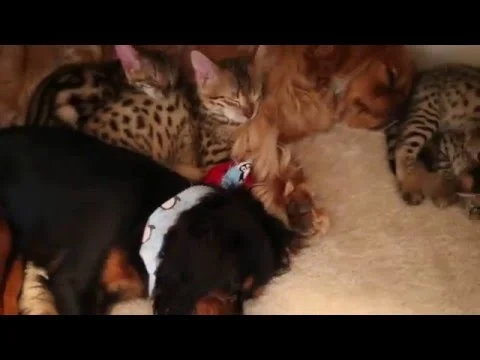 Dogs sleeping with F2 Savannah Kittens (Copy)