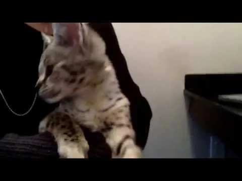 5 Month Old F1 Savannah Cat Purring - F1Hybrids Savannahs™ (Copy)