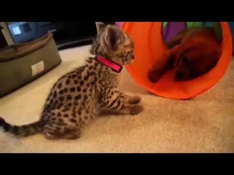 F1 Savannah Kittens its play time - F1Hybrids Savannahs™ (Copy)