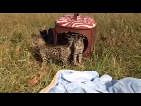 F2 Savannah Kittens Fall Edition - F1Hybrids Savannahs™ (Copy)