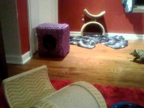 Spicy's 1st Litter F2 Savannahs - F1Hybrids Savannahs™ (Copy)