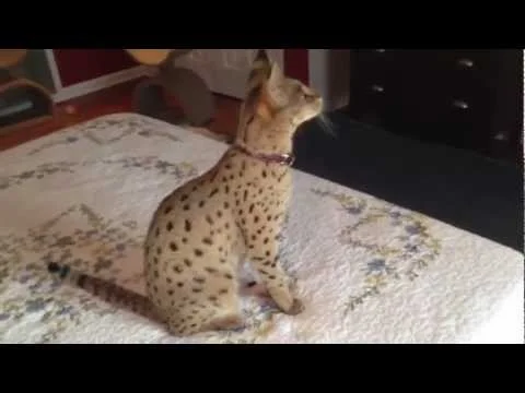 F1Hybrids Spicy - 62.5% F1 Savannah Cat (Copy)