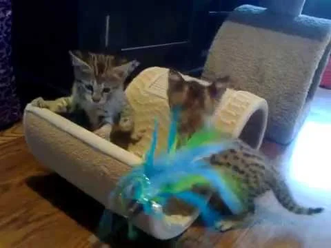 Spicys F2 Savannah Kittens - F1Hybrids Savannahs™ (Copy)