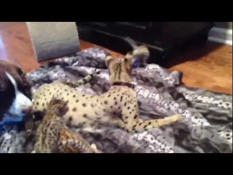 Dog loves savannah kittens (Copy)