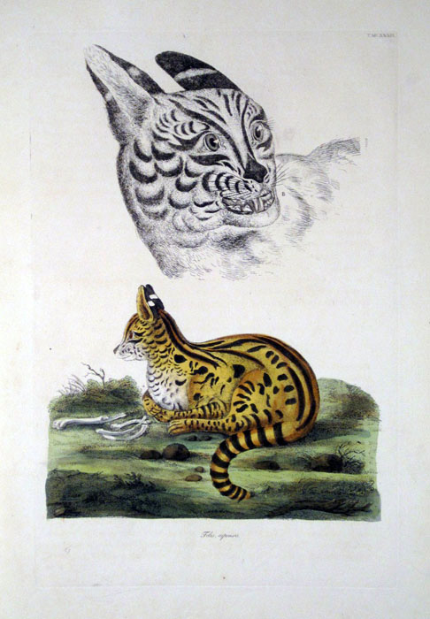 1822. Serval Cat