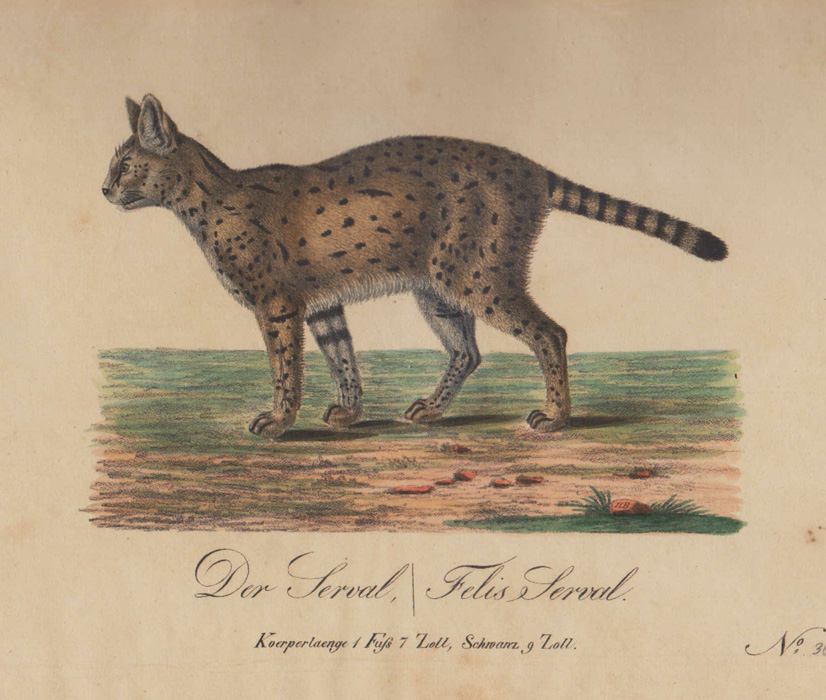 1830. Serval Cat